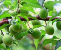 改善皮肤粗糙的家常食材？