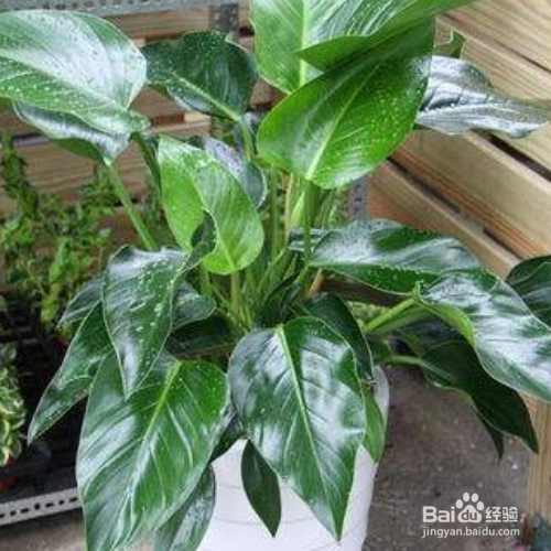 绿宝石喜林芋的培育方法和注意方法