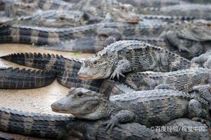 以下哪个物种是我国所独有的