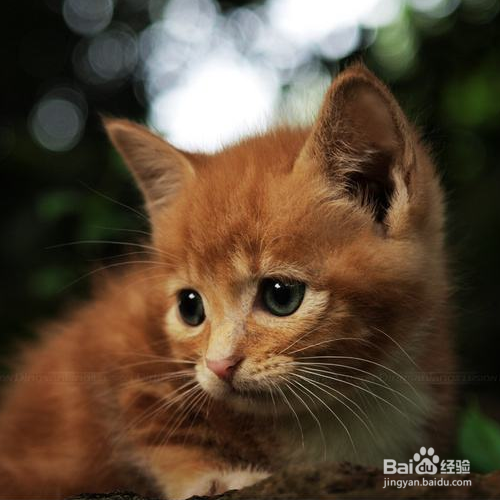 如果小猫咪拉的屎有一点稀怎么办呢？