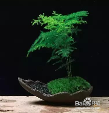 文竹的养殖和栽培方法
