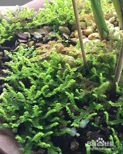 如何养殖草本植物翠云草？