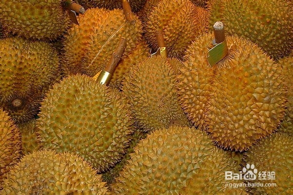 怎么挑新鲜水果——怎么挑榴莲