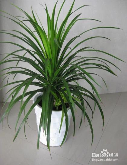 看富贵人家都是这样养花的!不光好看,还能好运连连!