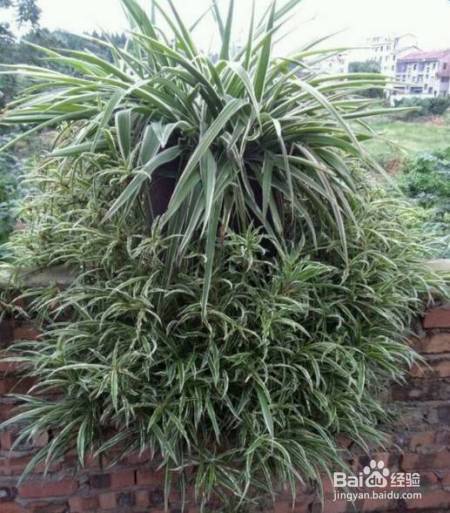花盆边戳个洞，埋点它，花猛蹿狂长，叶子长成绿瀑布!