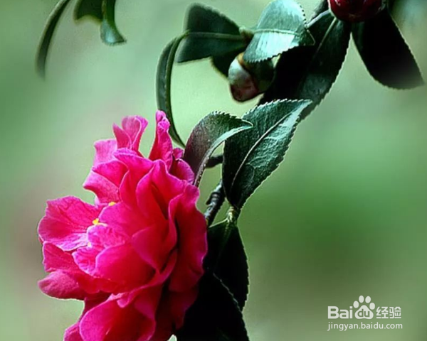 梅茶花怎么养殖