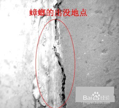 家庭蟑螂怎么消灭