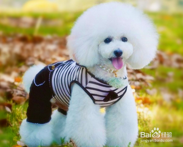 比熊泪痕严重怎么办