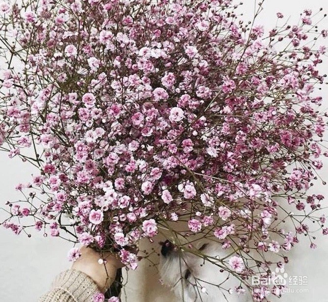 满天星盆栽怎么养