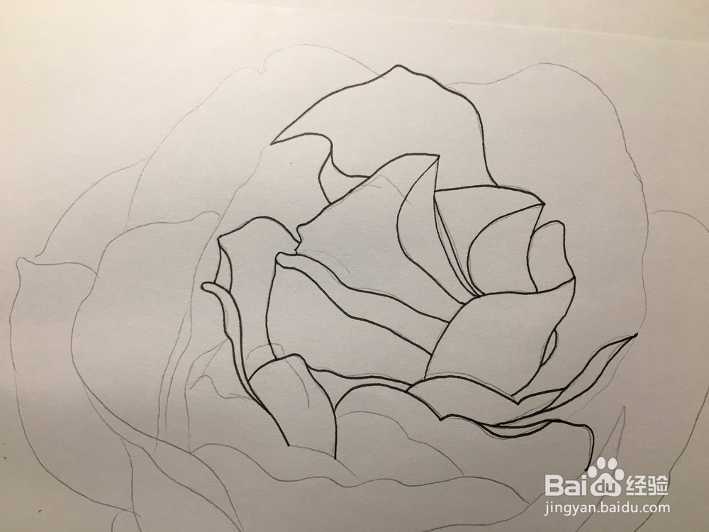 花卉简笔画：画一朵月季花 月季绘画教程 儿童画