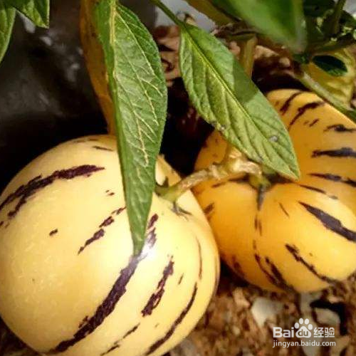 人参果怎么种植？