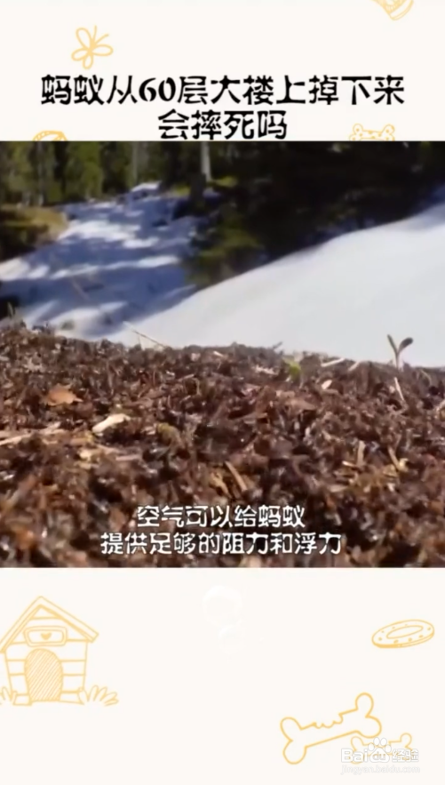 蚂蚁从高楼上掉下来会摔死吗#校园分享#