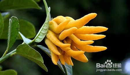 佛手的扦插方法