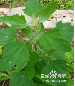 随手可见的路边菜——灰灰菜