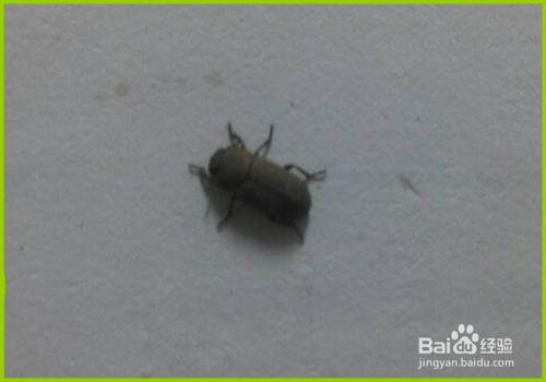 <b>如何杜绝小昆虫在房间潮湿的地方出现</b>