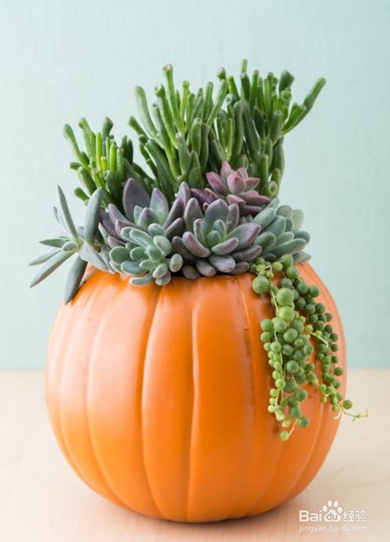 试试把多肉种到不用的工艺南瓜里