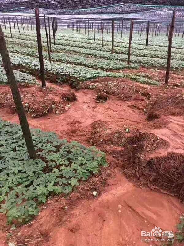 现在三七价格多少钱一斤