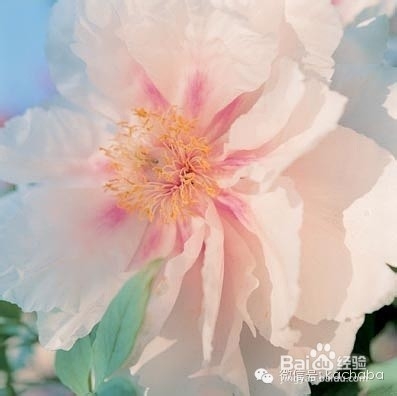 手机摄影后期应用：[25]vsco山寨日系淡彩