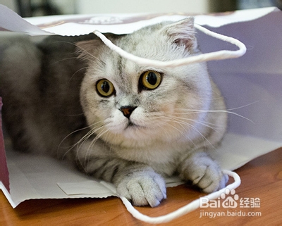 怎么样选购猫咪：[4]选购猫咪前检查工作