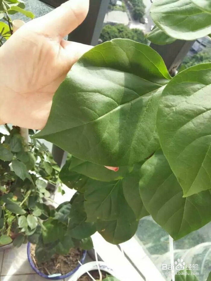出差后自动浇花出门自动浇灌滴水花草保命方法