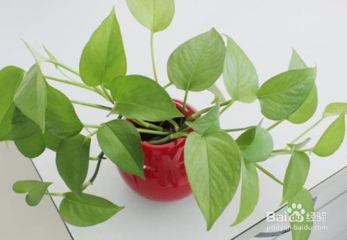 绿萝土壤发霉了怎么办 百度经验