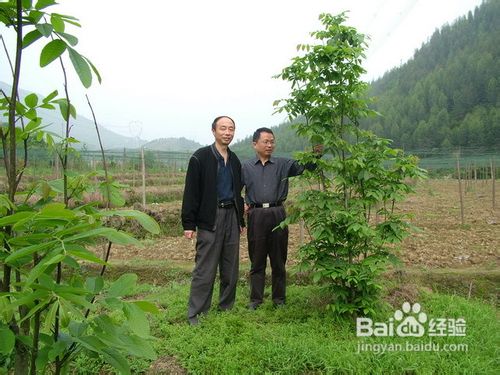 青钱柳降糖神茶简介和饮用方法
