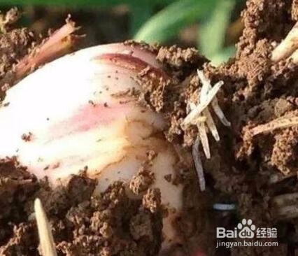 种大蒜用什么药防治地下害虫