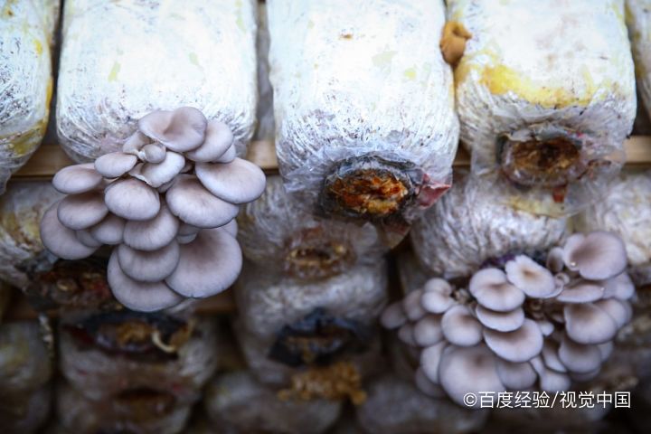 哺乳期能吃蘑菇吗