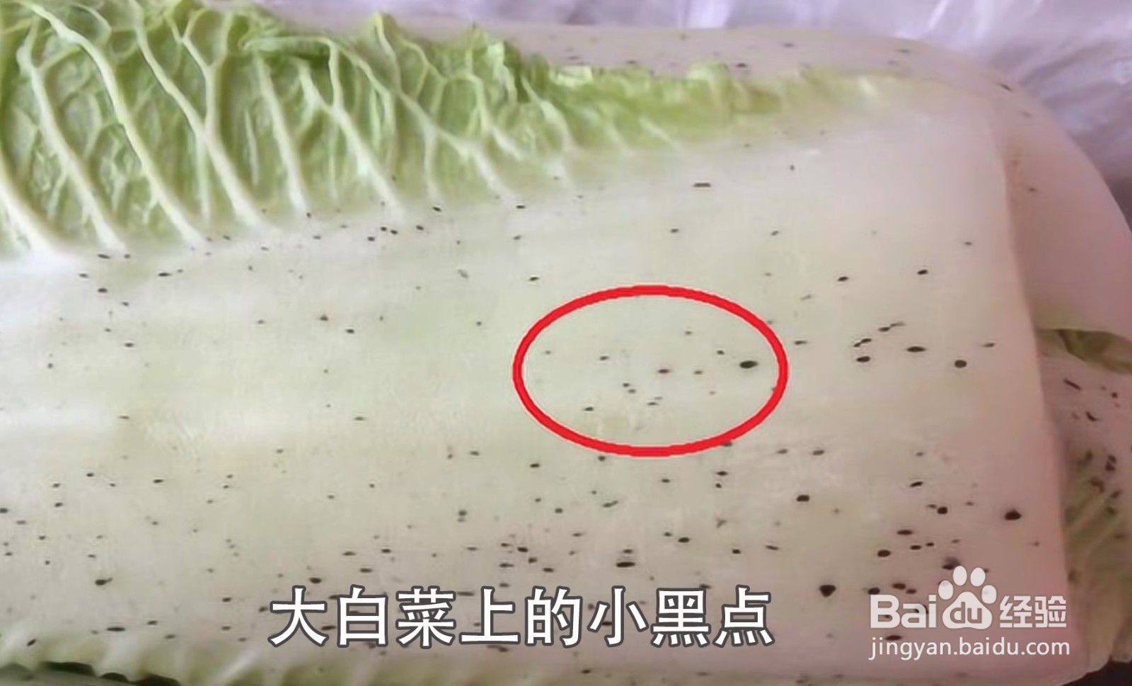 大白菜上有“黑点”还能吃吗?