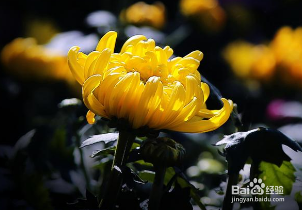 怎么拍照发朋友圈吸引人？