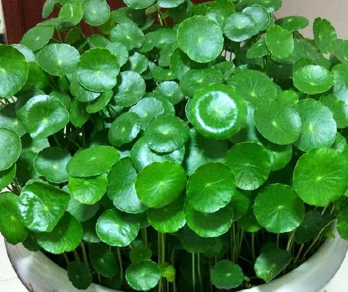 铜钱草怎么养才能叶大爆盆