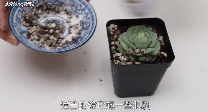 如何养好一盆多肉植物