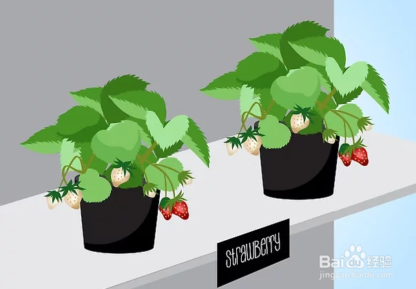 种草莓如何选草莓