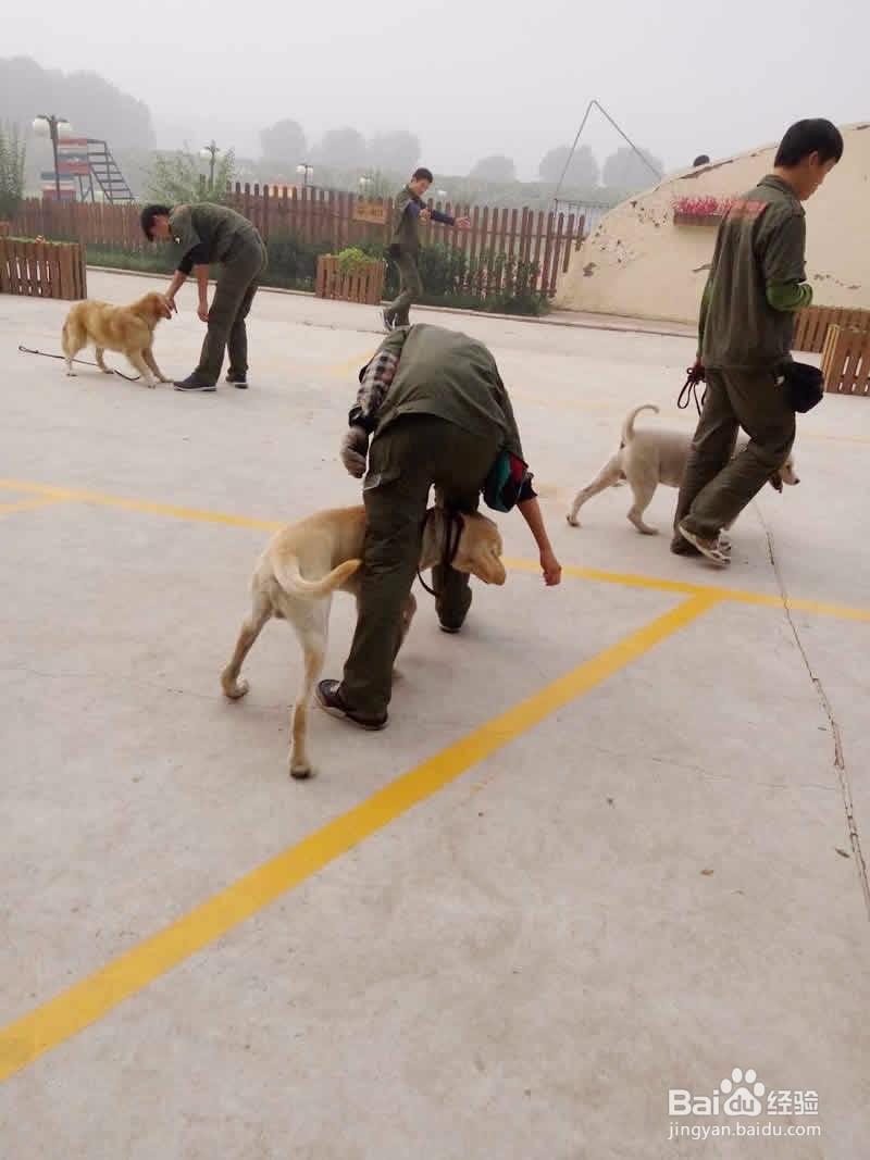 有关宠物狗狗训练的一些项目