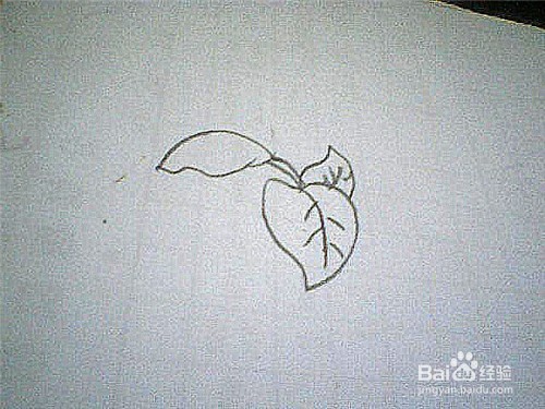 简笔画绿萝叶子这样画