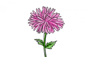 如何画一朵翠菊