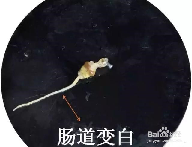 南美白对虾白便问题解决方案