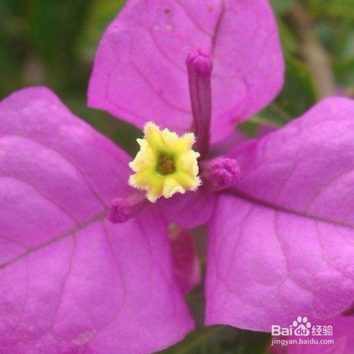 三角梅叶子一碰就掉的原因和解决方法