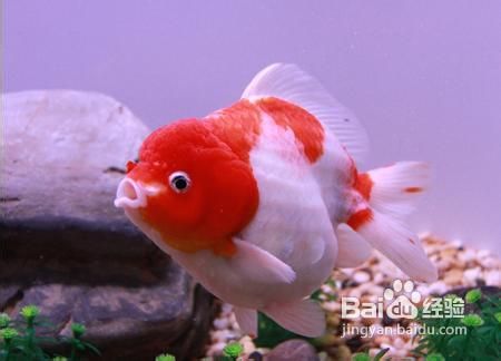 养鱼知识之家庭养金鱼