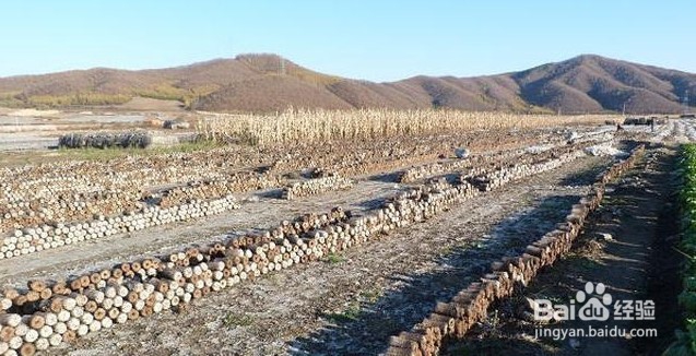 废弃木耳菌袋如何发酵