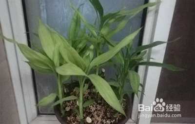 富贵竹土培怎么养才能更旺盛