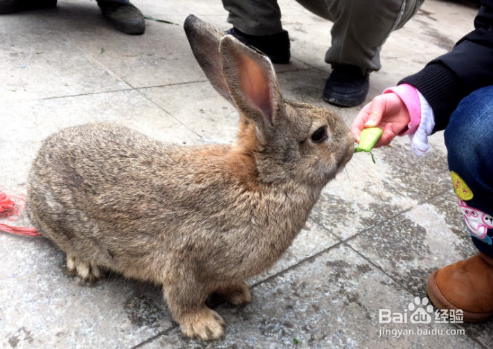 野兔子怎么养才不会死