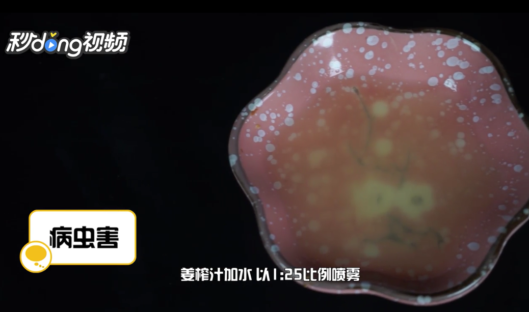 丽格海棠的养殖方法