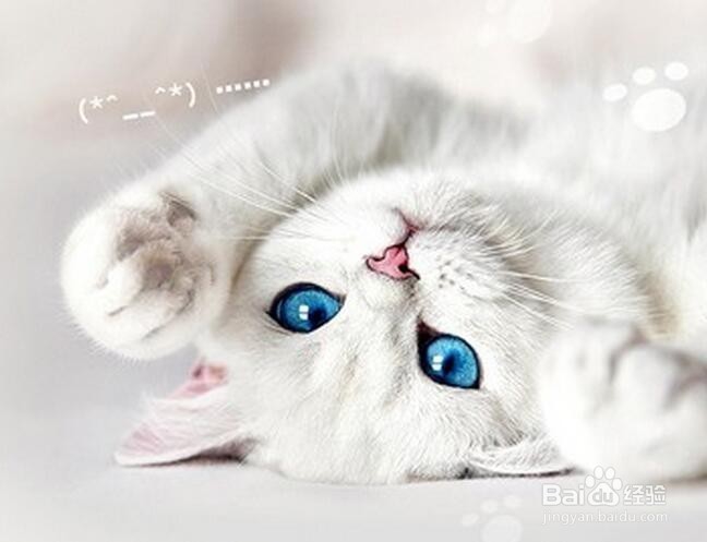 怎样给猫咪洗澡