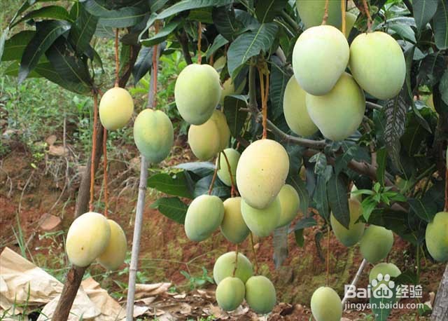 芒果膨果着色增甜的要点有哪些