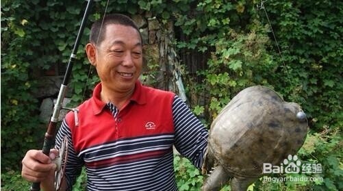 如何用鳖钩钓龟