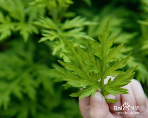 艾叶灰在生活中有哪些用处？