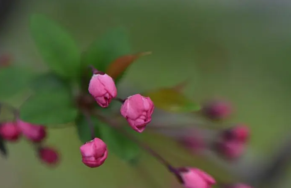 衬托手法是怎么样的