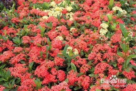 盆栽龙船花的诀窍