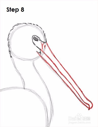 如何画一只鹈鹕——加菲的吃货生活